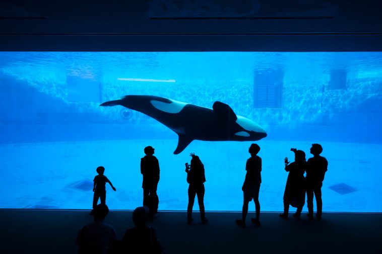 What are crypto whales?
